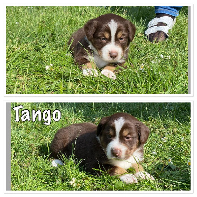 "Tango"