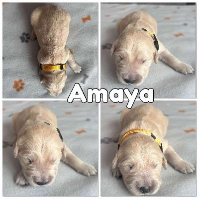 Amaya