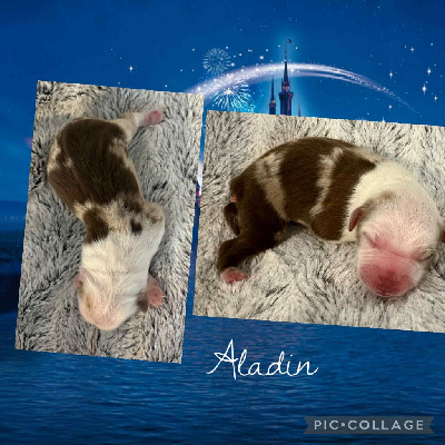 ALADIN