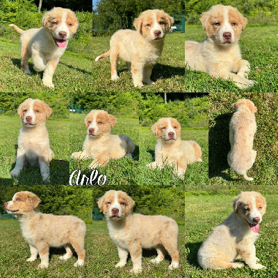 Arlo