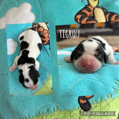 TIGROU