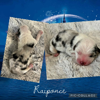 RAIPONCE