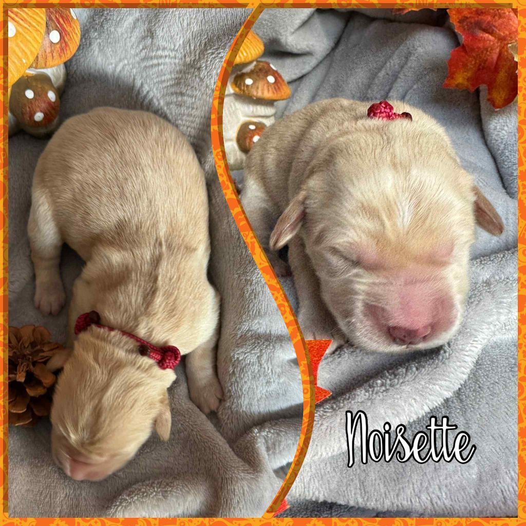 Du Domaine Des Belles Aubois - Chiots disponibles - Golden Retriever