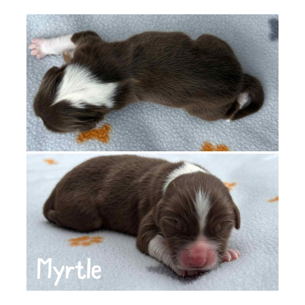 Du Domaine Des Belles Aubois - Chiots disponibles - Berger Australien