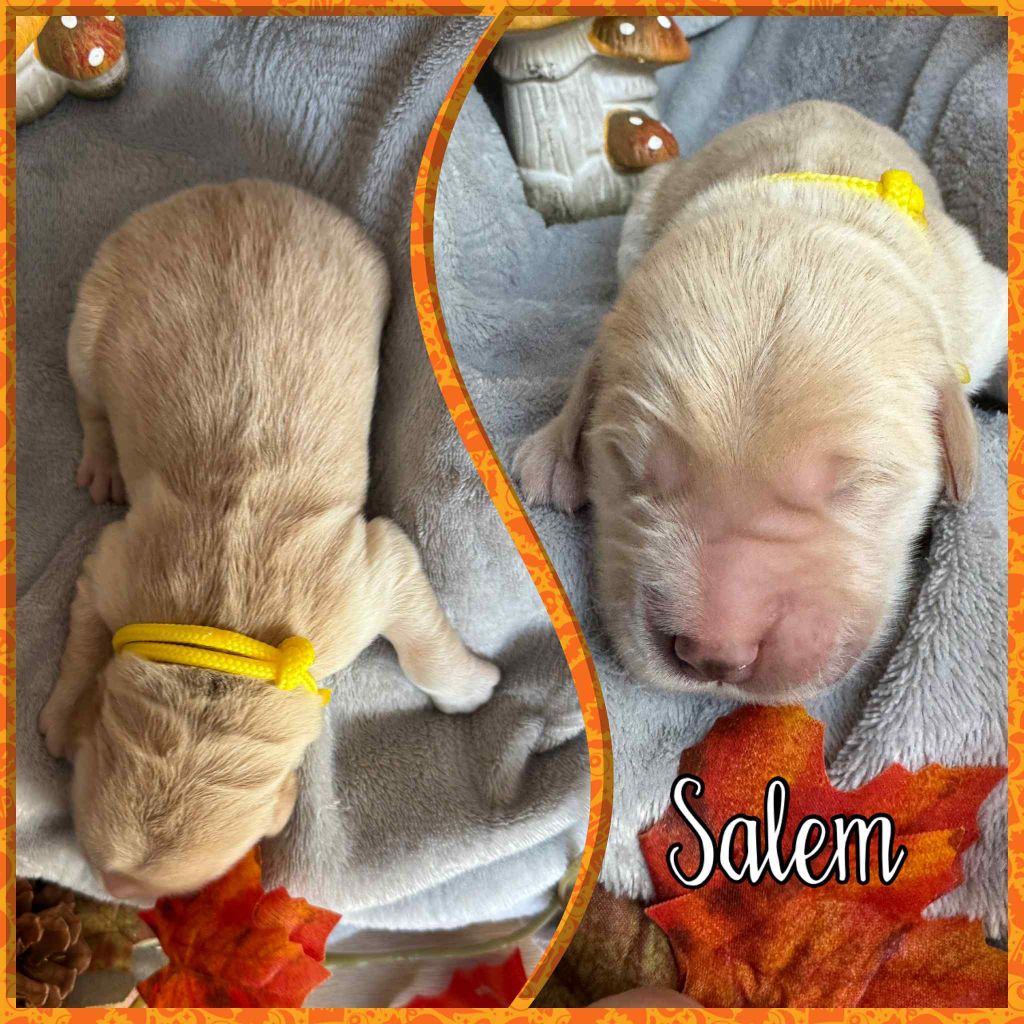 Du Domaine Des Belles Aubois - Chiots disponibles - Golden Retriever