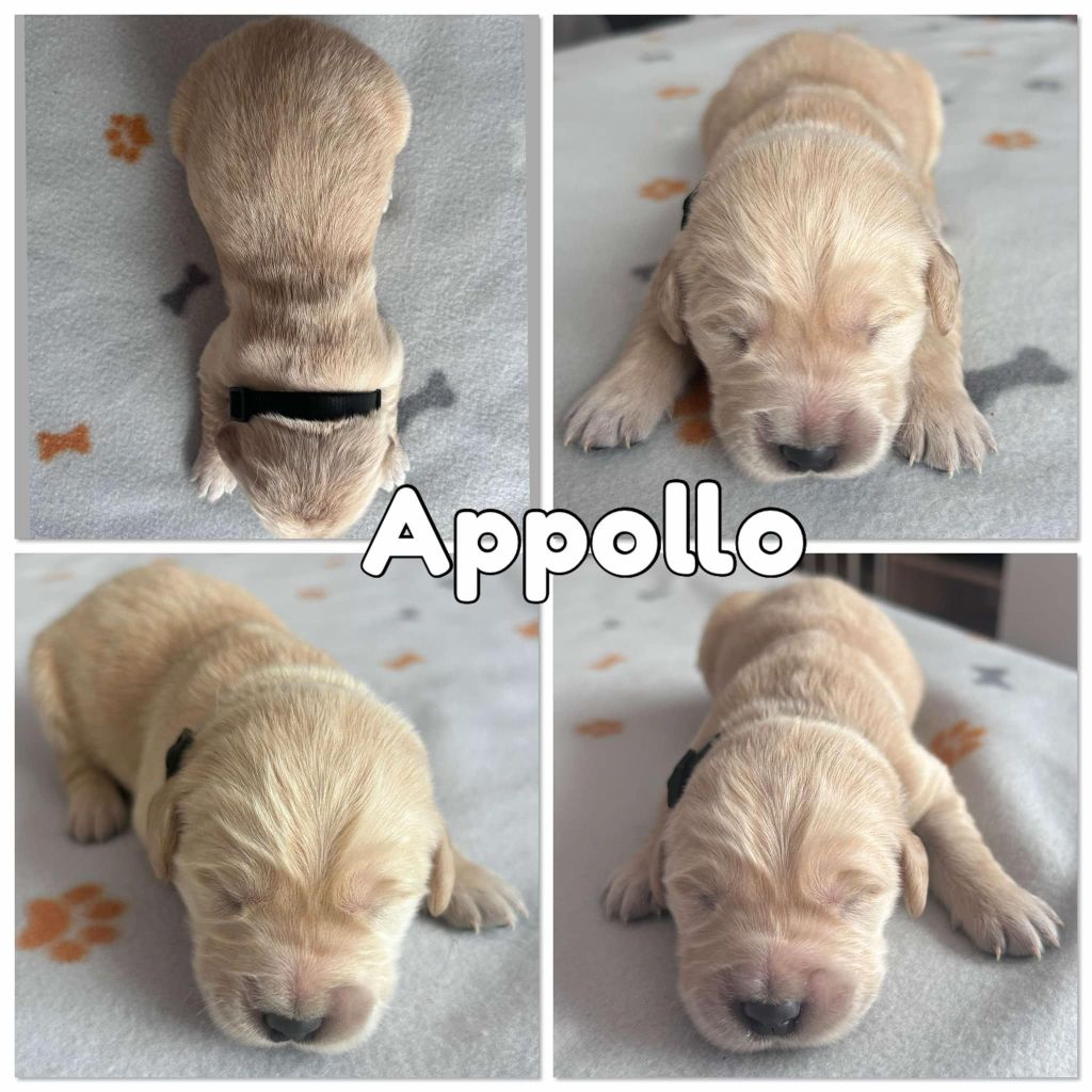 Du Domaine Des Belles Aubois - Chiots disponibles - Golden Retriever