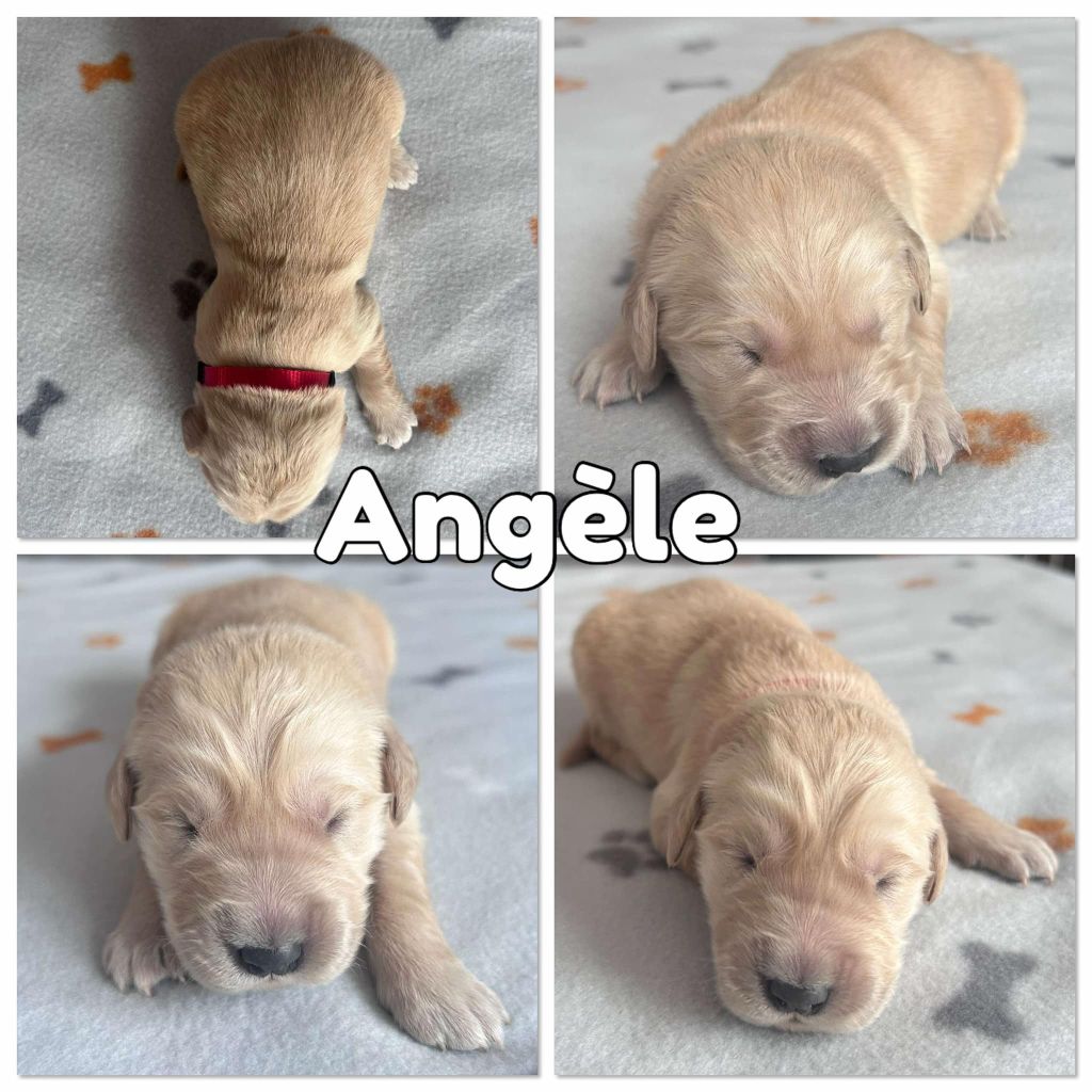 Du Domaine Des Belles Aubois - Chiots disponibles - Golden Retriever