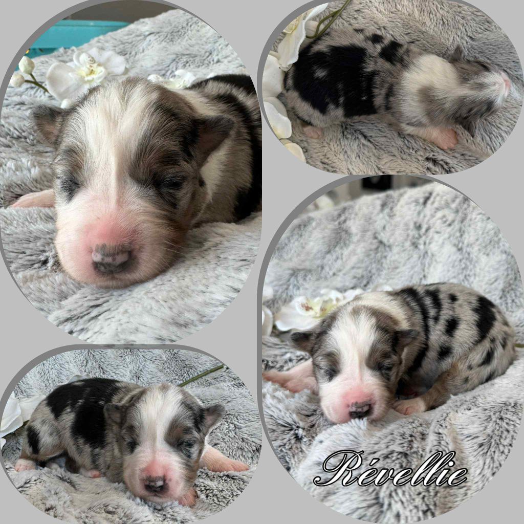 Du Domaine Des Belles Aubois - Chiots disponibles - Berger Australien