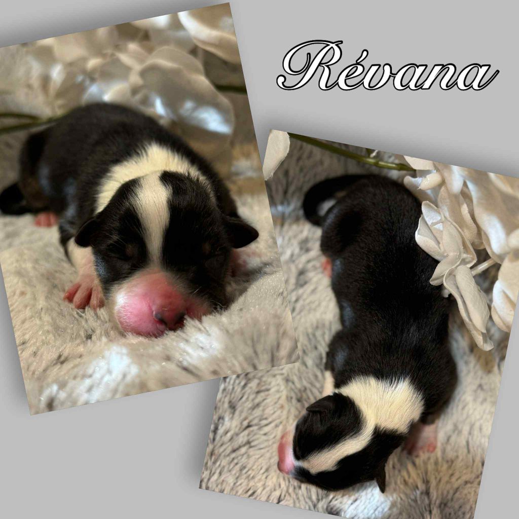 Du Domaine Des Belles Aubois - Chiots disponibles - Berger Australien