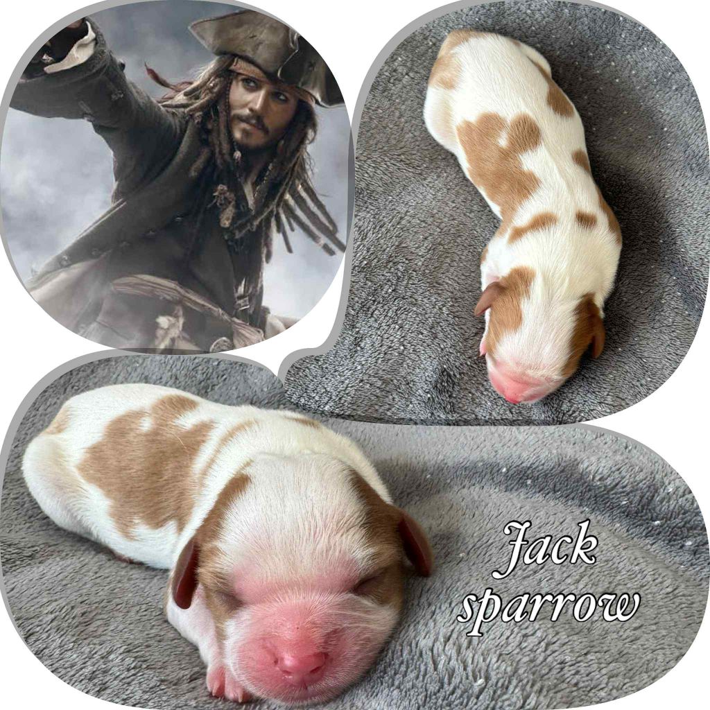 Du Domaine Des Belles Aubois - Chiots disponibles - Cavalier King Charles Spaniel