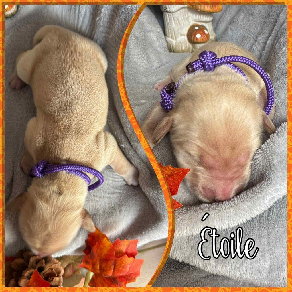 Du Domaine Des Belles Aubois - Chiots disponibles - Golden Retriever