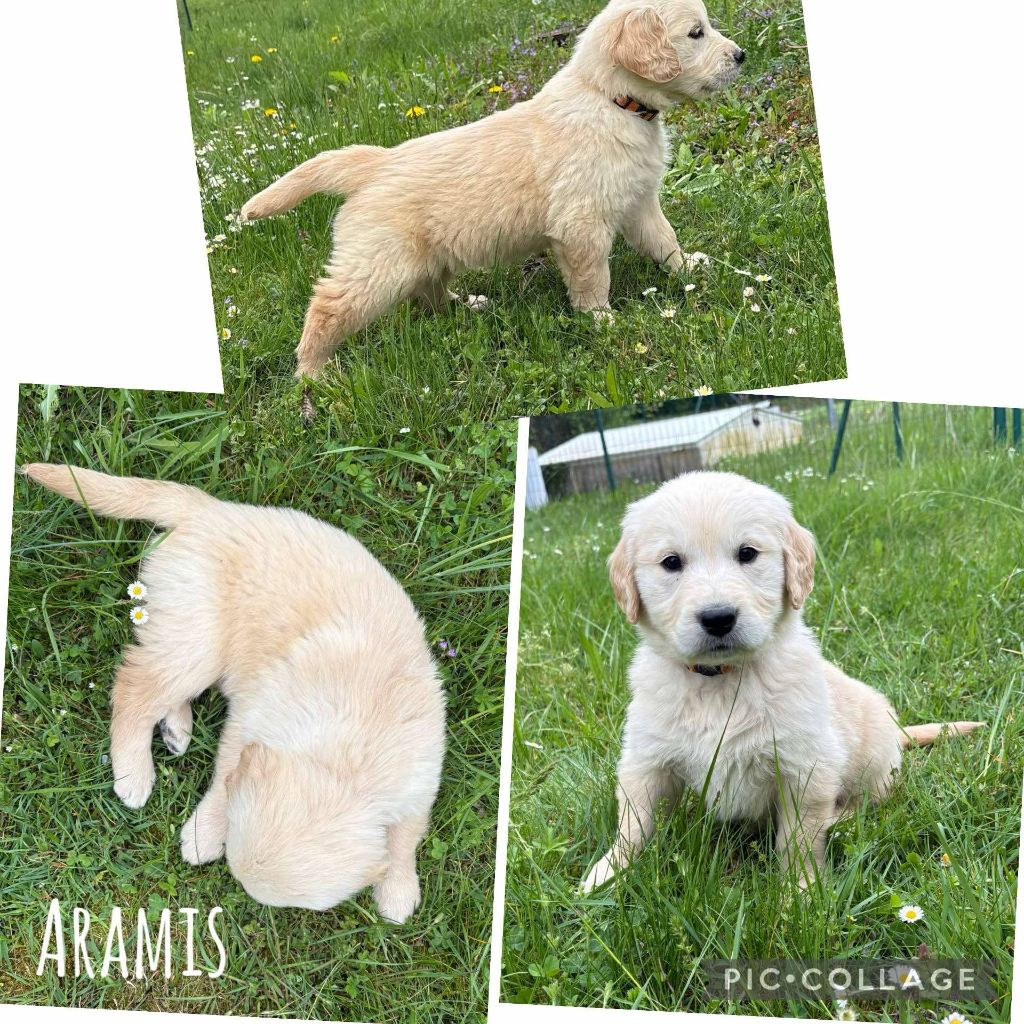 Du Domaine Des Belles Aubois - Chiots disponibles - Golden Retriever