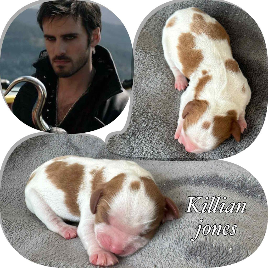 Du Domaine Des Belles Aubois - Chiots disponibles - Cavalier King Charles Spaniel