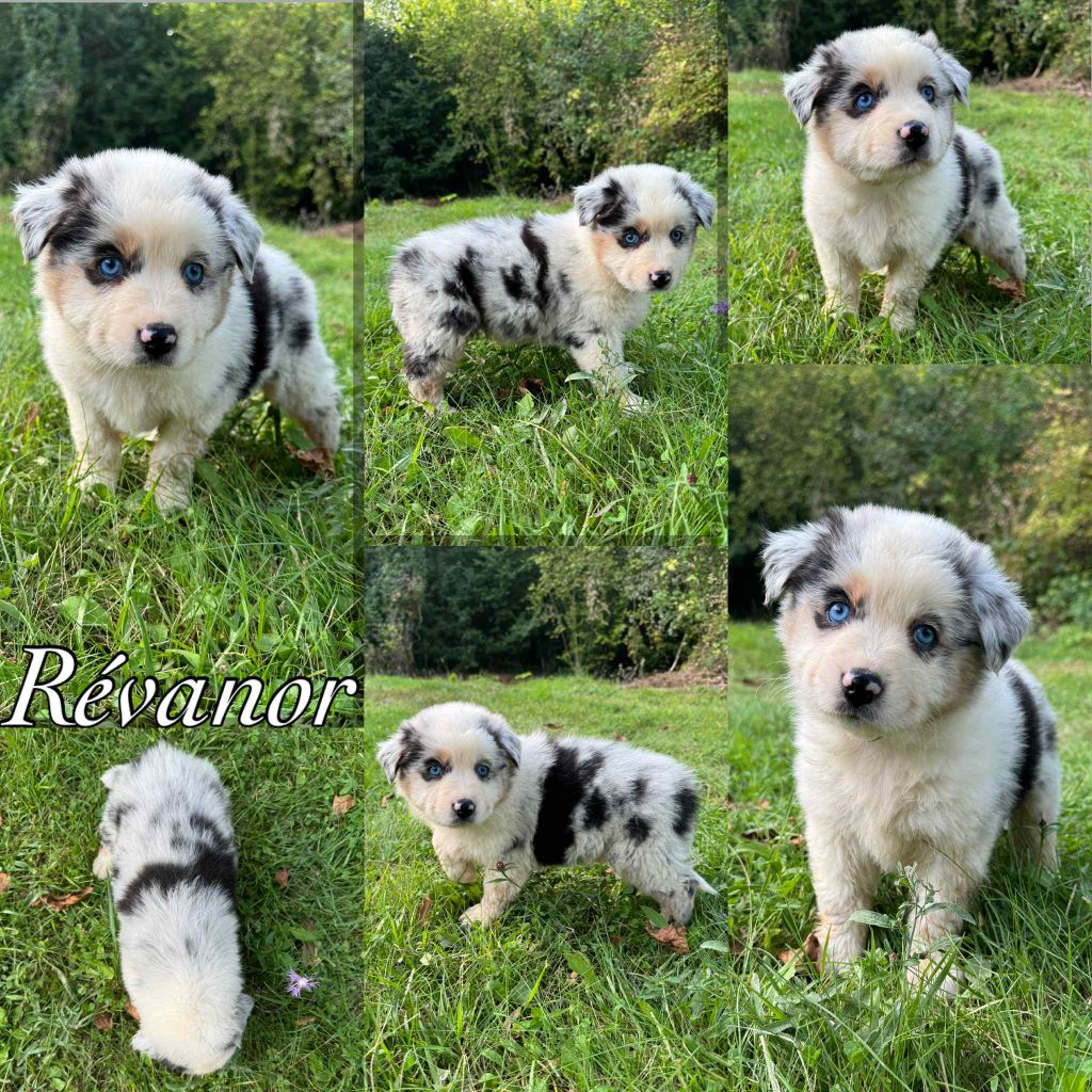 Du Domaine Des Belles Aubois - Chiots disponibles - Berger Australien