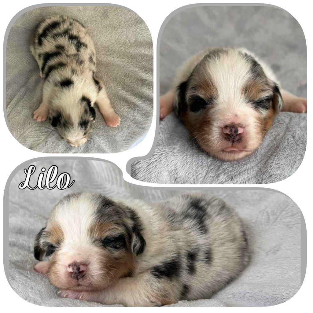Du Domaine Des Belles Aubois - Chiots disponibles - Berger Australien