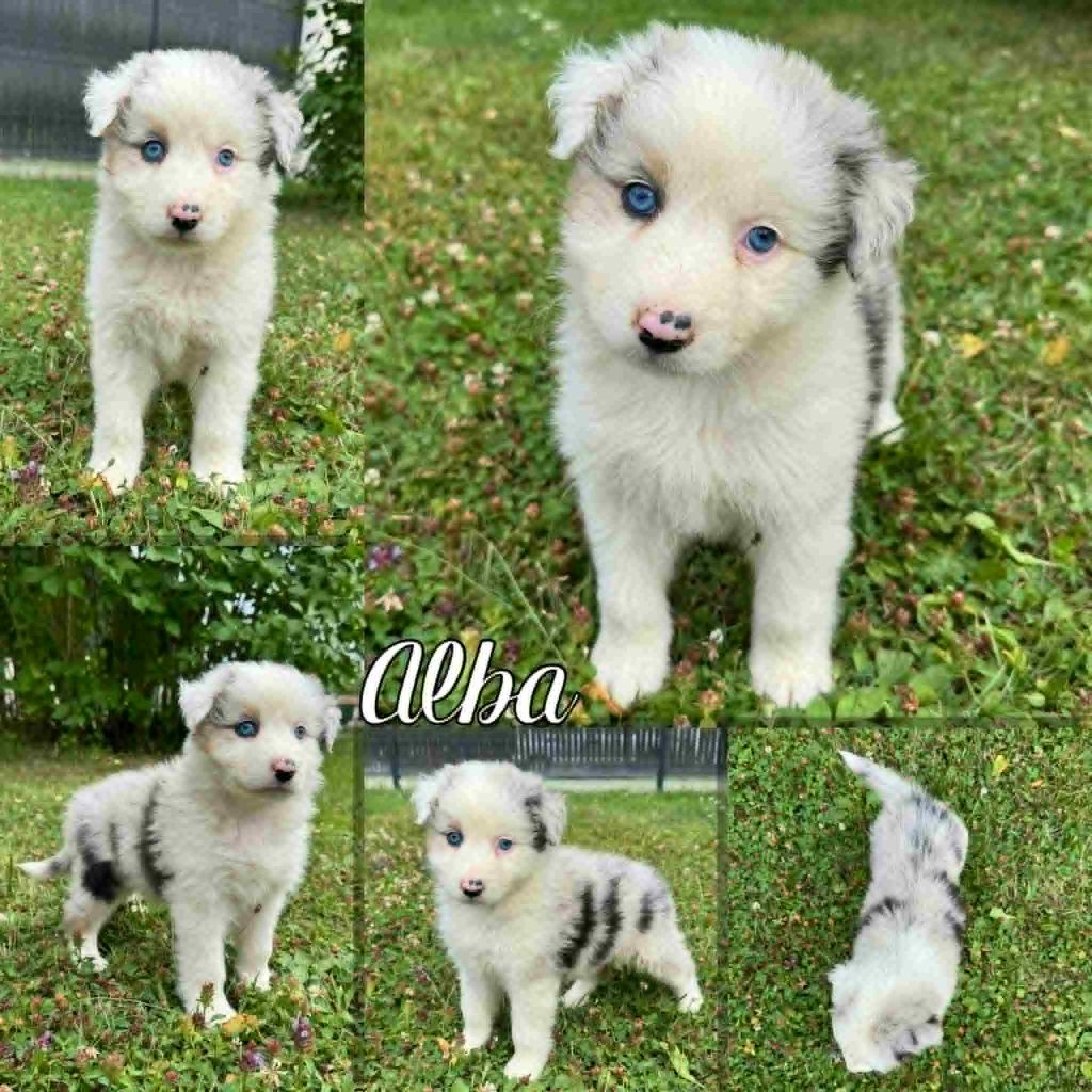 Du Domaine Des Belles Aubois - Chiots disponibles - Berger Australien