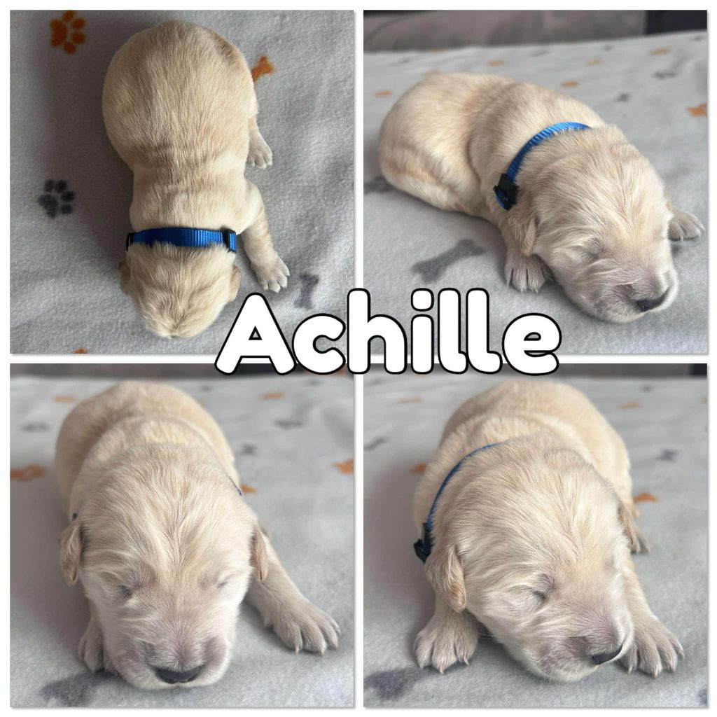 Du Domaine Des Belles Aubois - Chiots disponibles - Golden Retriever