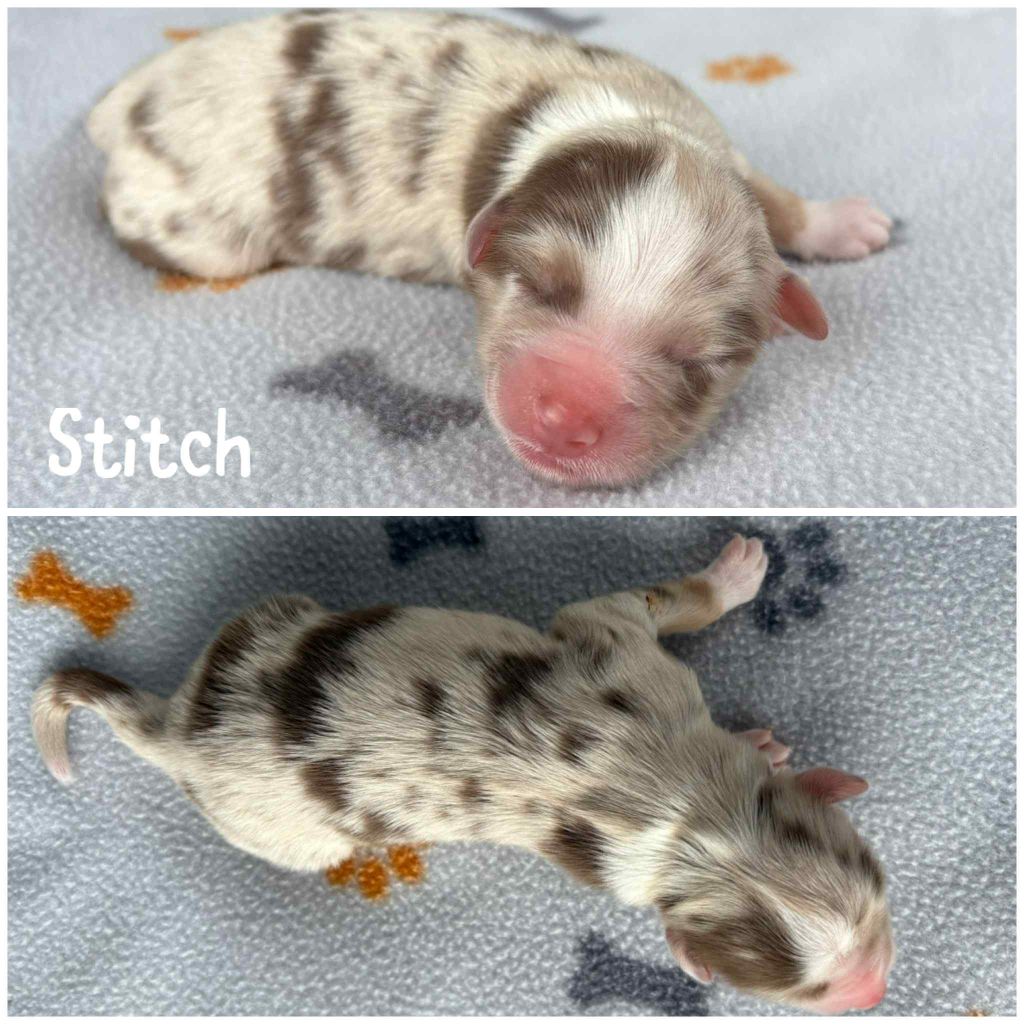 Du Domaine Des Belles Aubois - Chiots disponibles - Berger Australien