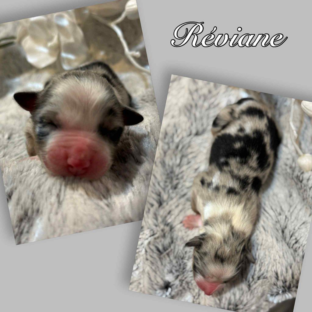 Du Domaine Des Belles Aubois - Chiots disponibles - Berger Australien