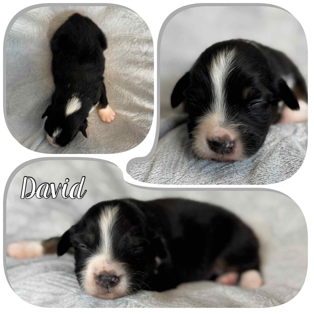 Du Domaine Des Belles Aubois - Chiots disponibles - Berger Australien