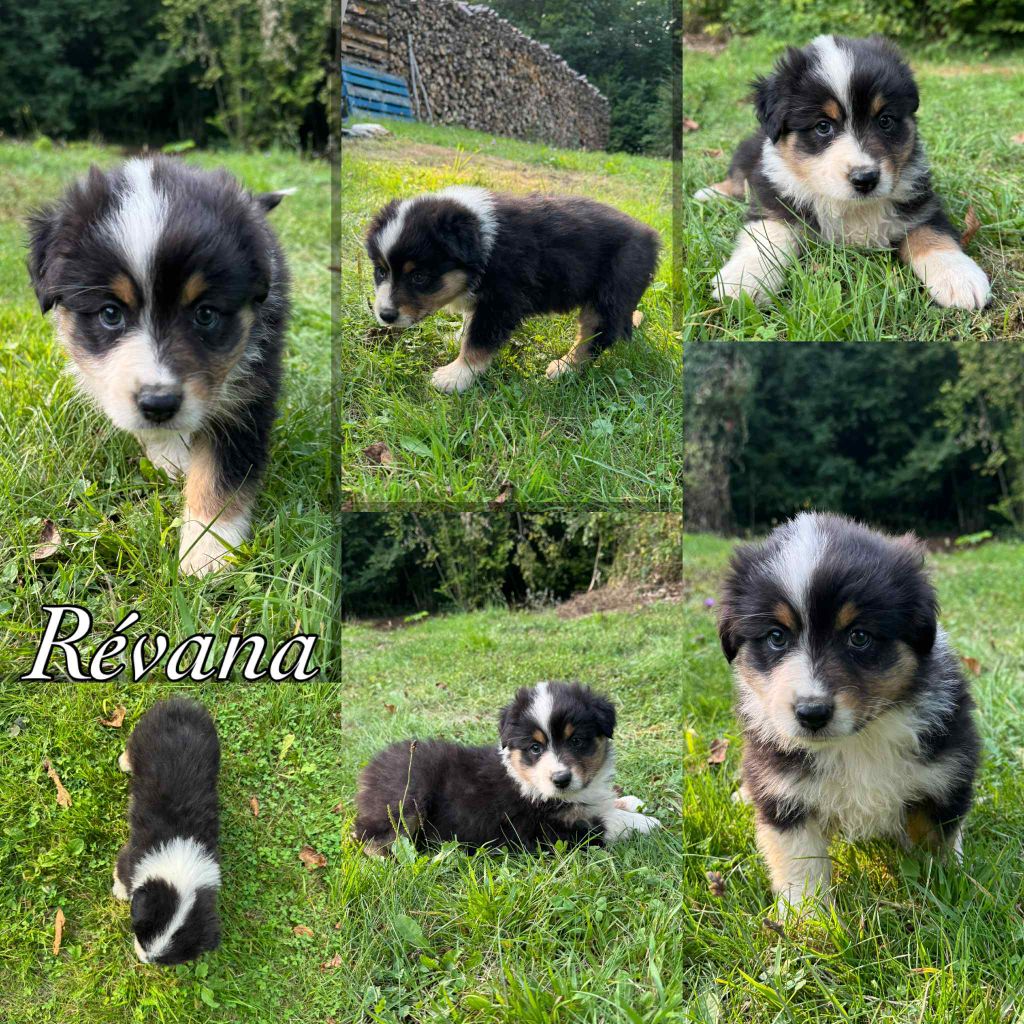 Du Domaine Des Belles Aubois - Chiots disponibles - Berger Australien