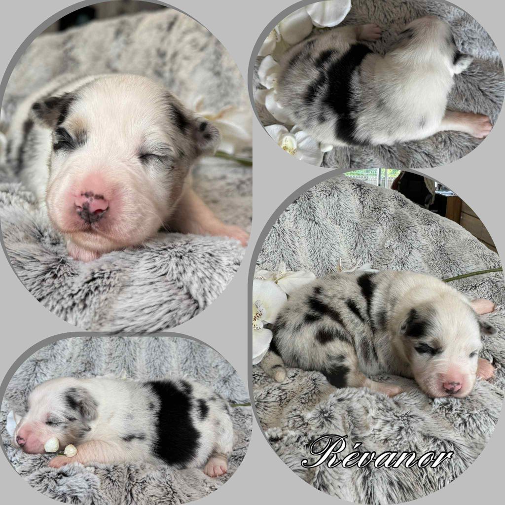 Du Domaine Des Belles Aubois - Chiots disponibles - Berger Australien