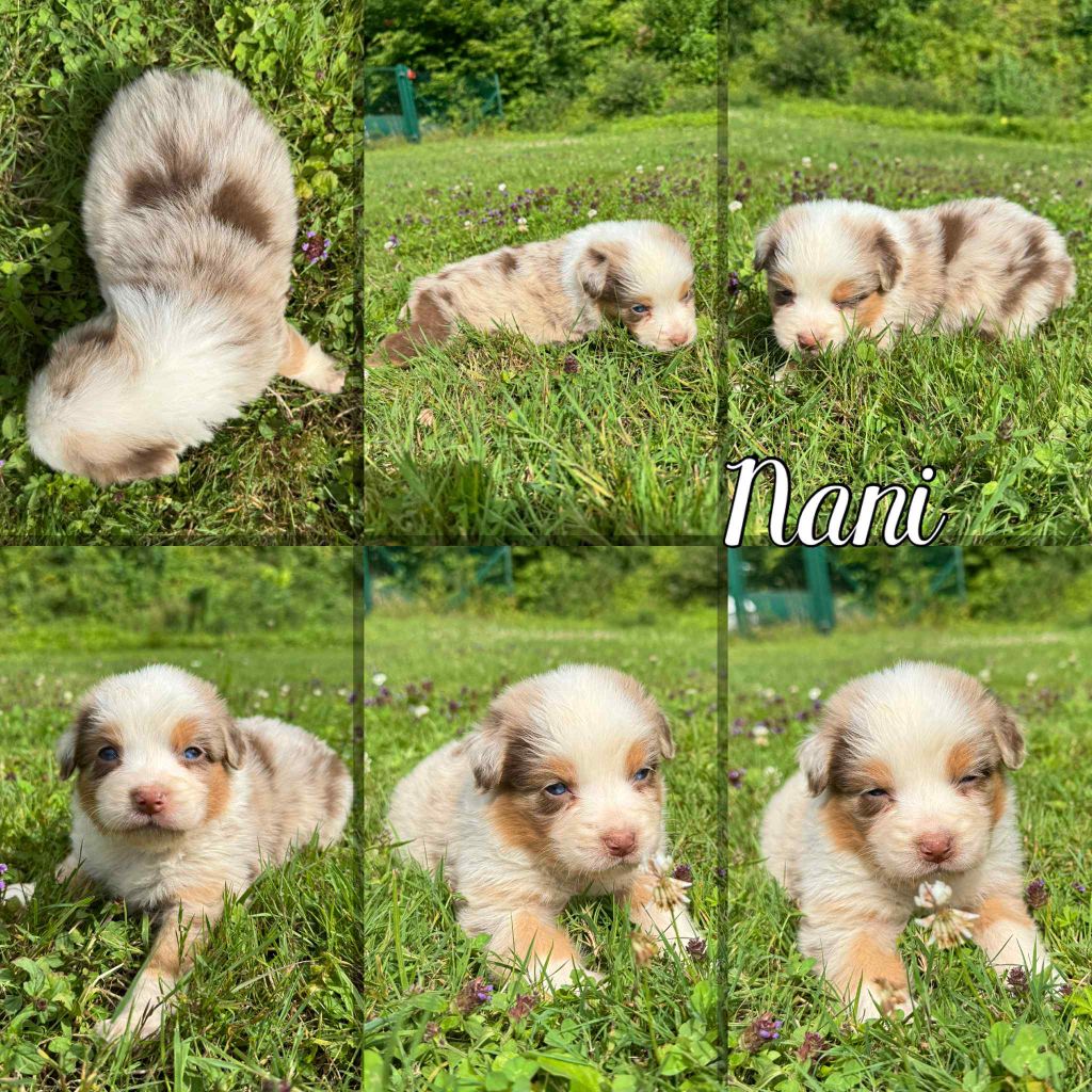 Du Domaine Des Belles Aubois - Chiots disponibles - Berger Australien