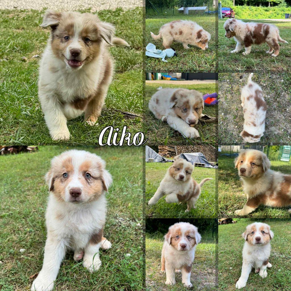 Du Domaine Des Belles Aubois - Chiots disponibles - Berger Australien