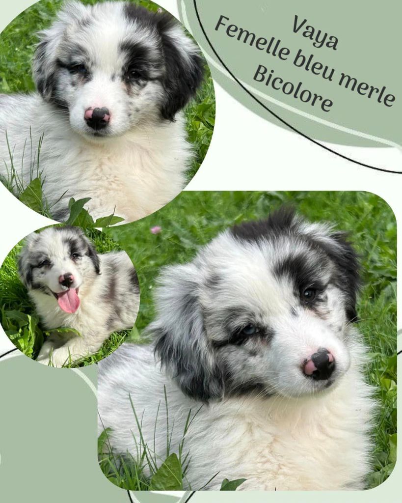 Chiot Berger Australien Du Domaine Des Belles Aubois