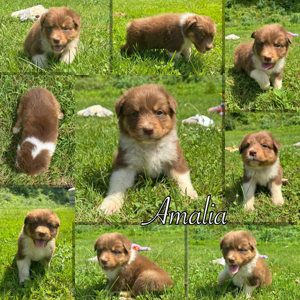 Du Domaine Des Belles Aubois - Chiots disponibles - Berger Australien
