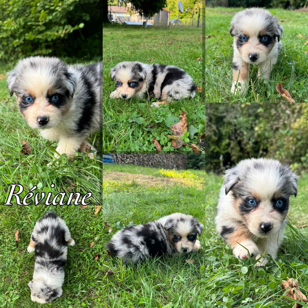 Du Domaine Des Belles Aubois - Chiots disponibles - Berger Australien
