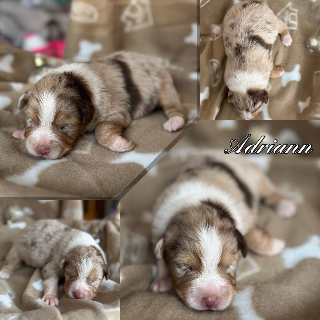 Du Domaine Des Belles Aubois - Chiots disponibles - Berger Australien