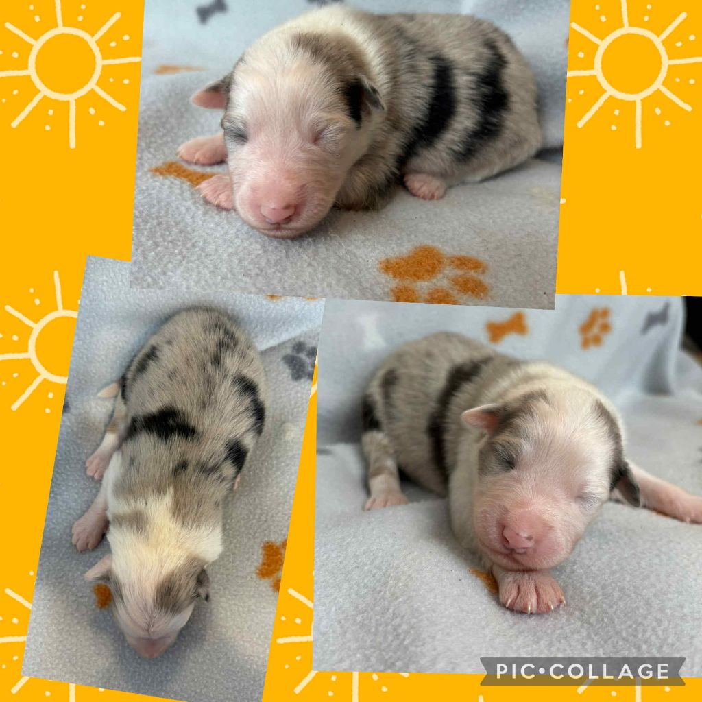 Du Domaine Des Belles Aubois - Chiots disponibles - Berger Australien
