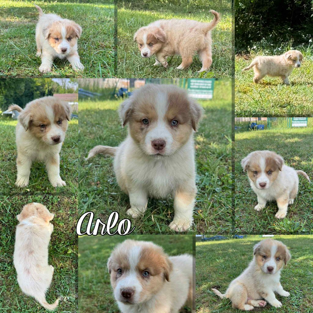 Du Domaine Des Belles Aubois - Chiots disponibles - Berger Australien