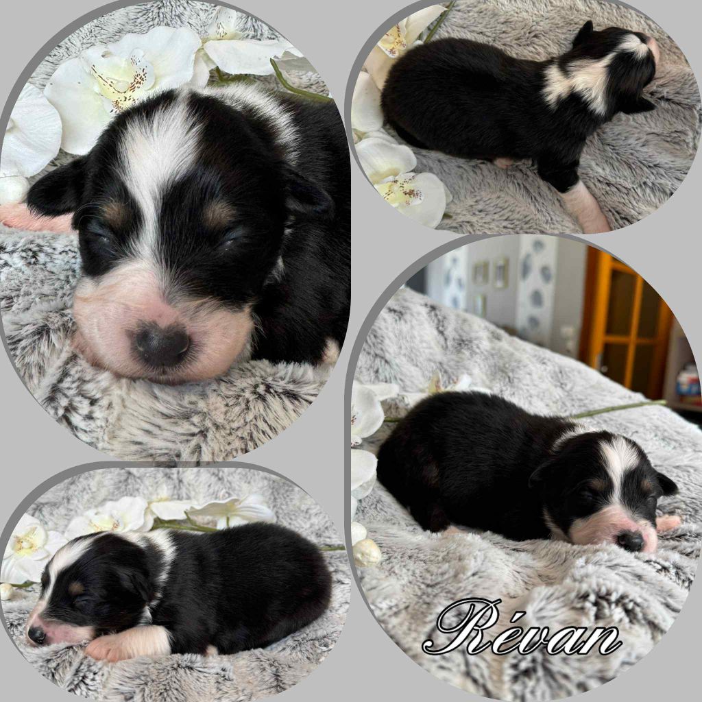 Du Domaine Des Belles Aubois - Chiots disponibles - Berger Australien