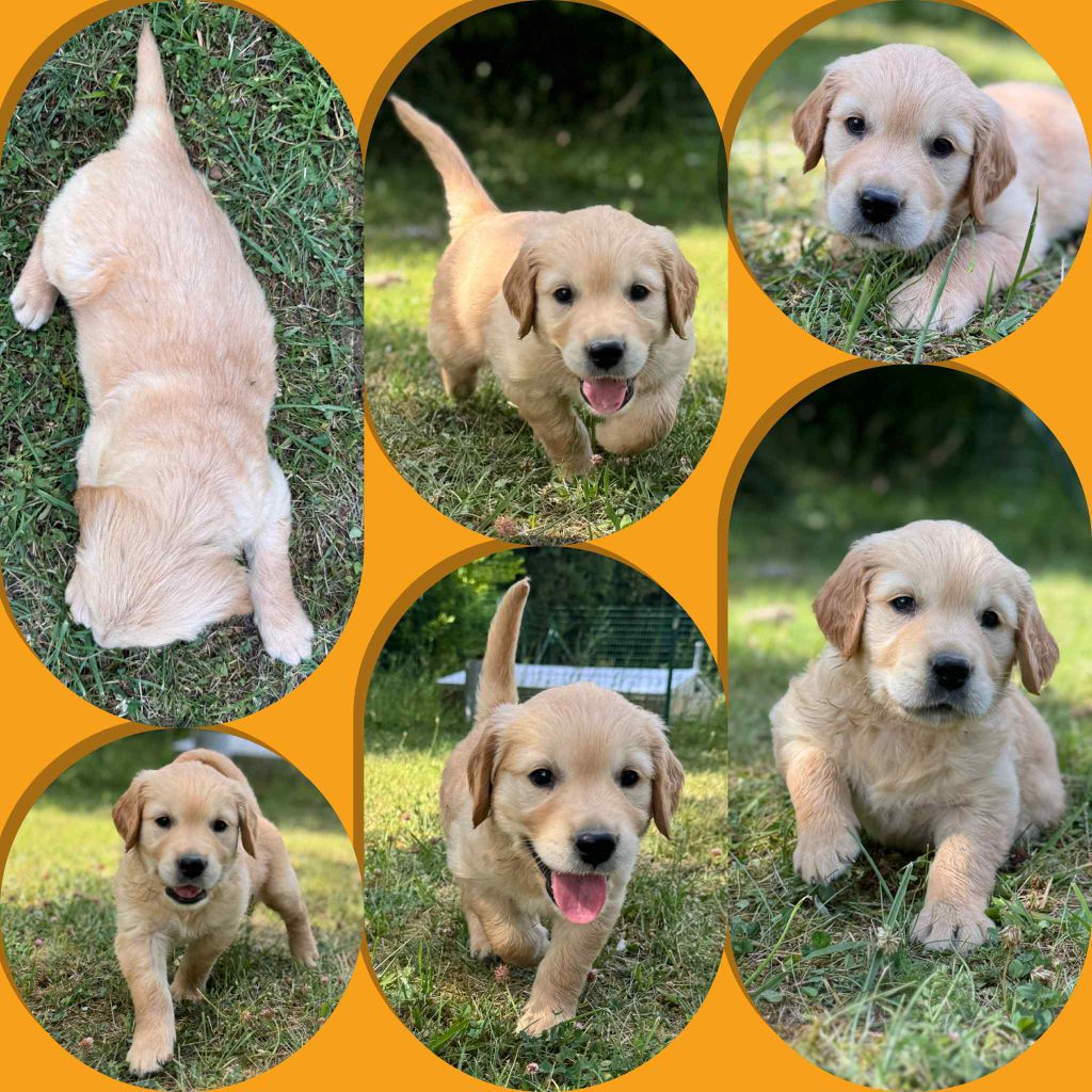 Du Domaine Des Belles Aubois - Chiots disponibles - Golden Retriever