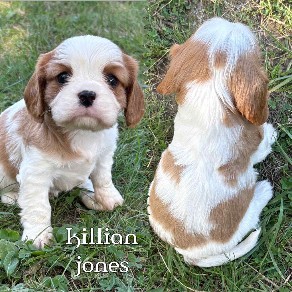 Du Domaine Des Belles Aubois - Chiots disponibles - Cavalier King Charles Spaniel