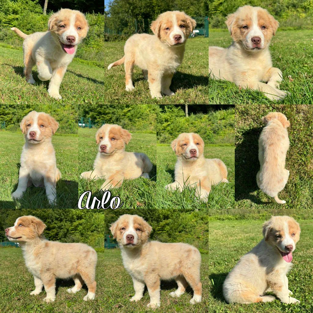 Du Domaine Des Belles Aubois - Chiots disponibles - Berger Australien