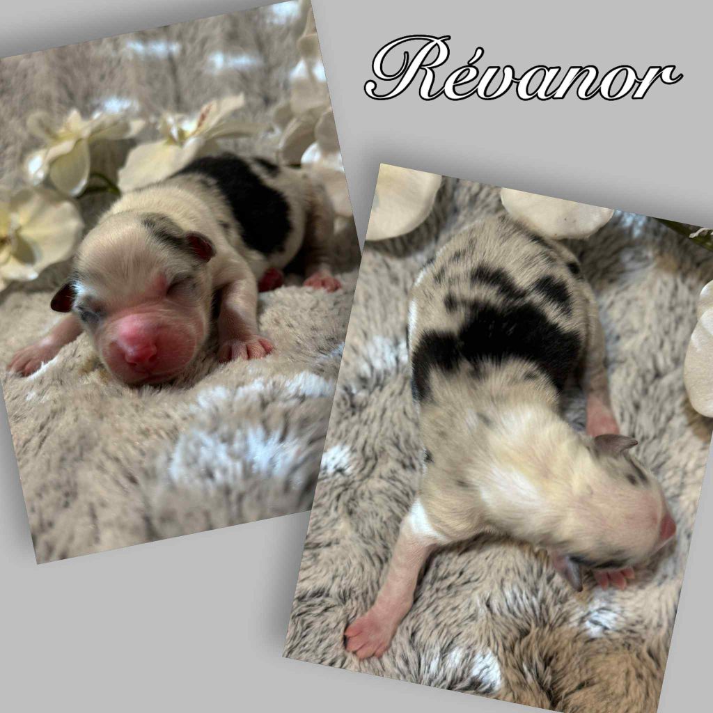 Du Domaine Des Belles Aubois - Chiots disponibles - Berger Australien