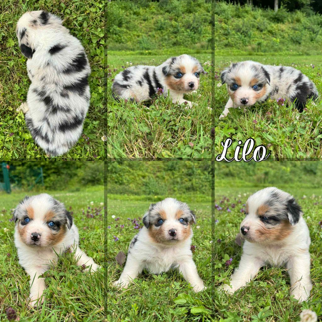 Du Domaine Des Belles Aubois - Chiots disponibles - Berger Australien
