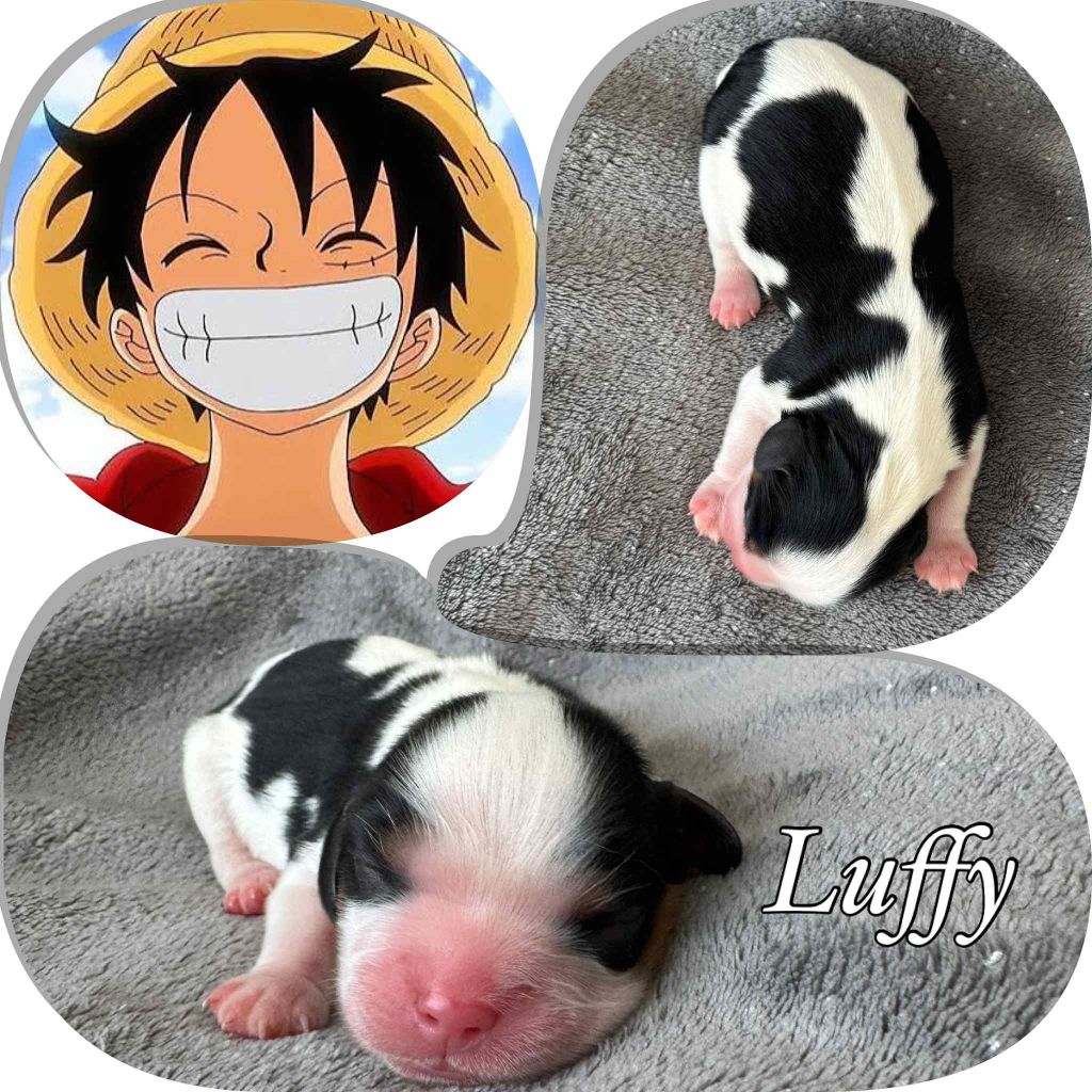 Du Domaine Des Belles Aubois - Chiots disponibles - Cavalier King Charles Spaniel