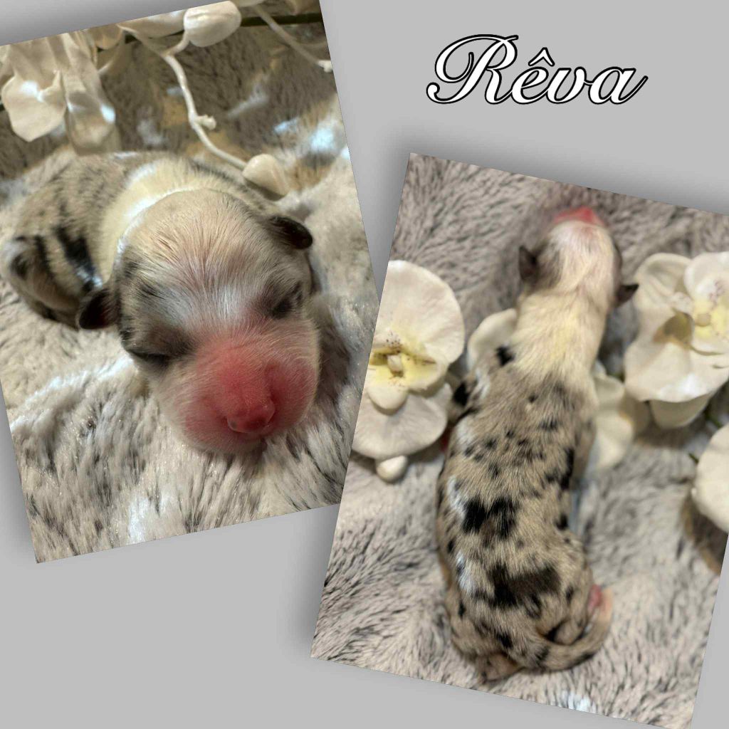 Du Domaine Des Belles Aubois - Chiots disponibles - Berger Australien