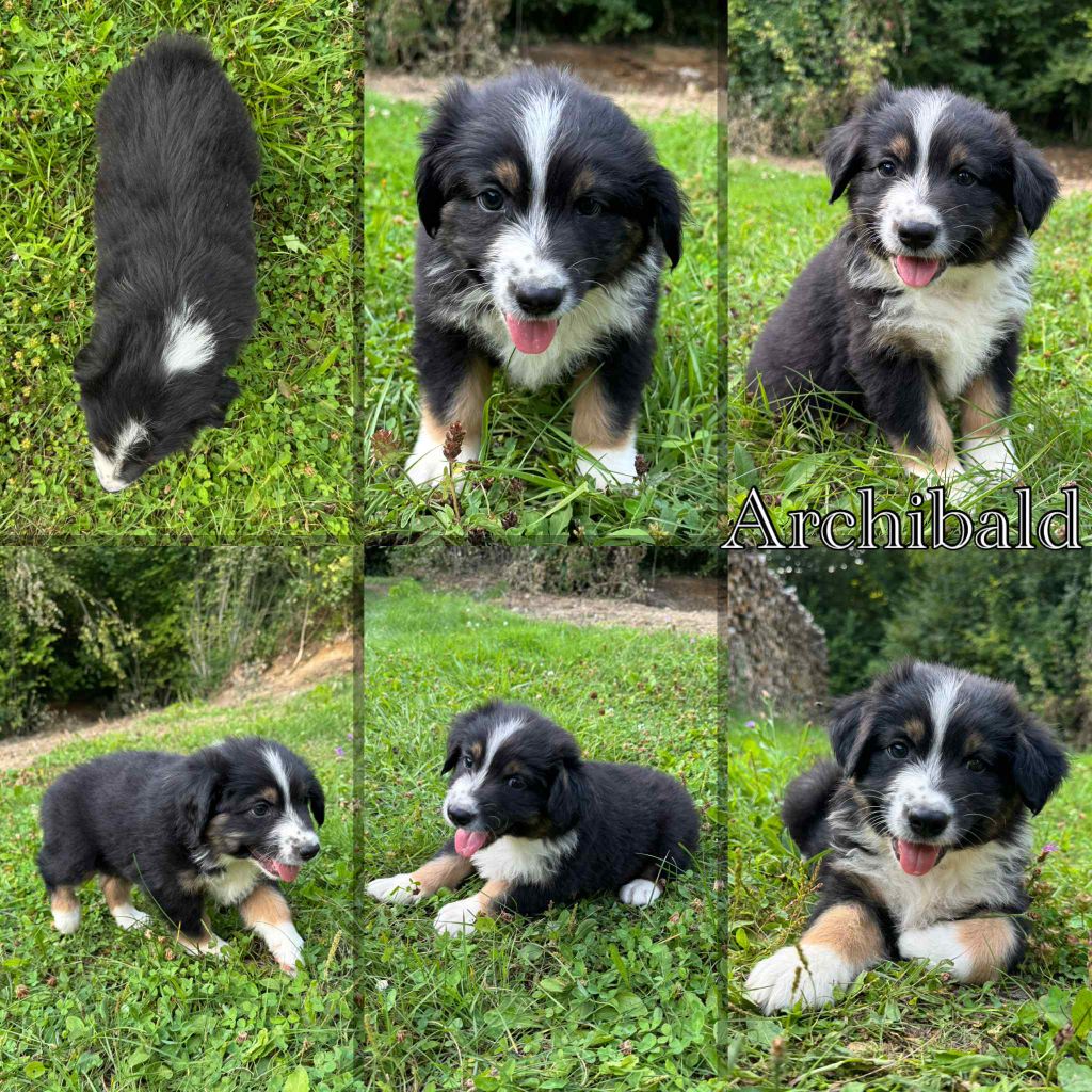 Du Domaine Des Belles Aubois - Chiots disponibles - Berger Australien