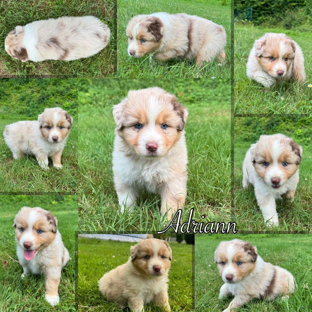 Du Domaine Des Belles Aubois - Chiots disponibles - Berger Australien