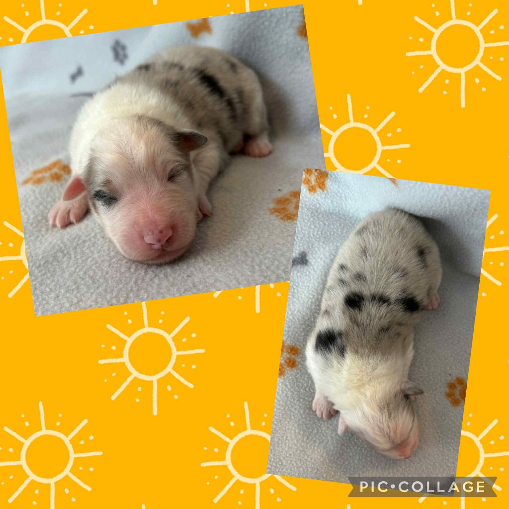 Du Domaine Des Belles Aubois - Chiots disponibles - Berger Australien