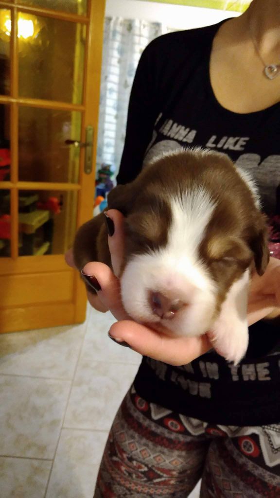 CHIOT femelle rouge tricolore (orange) 