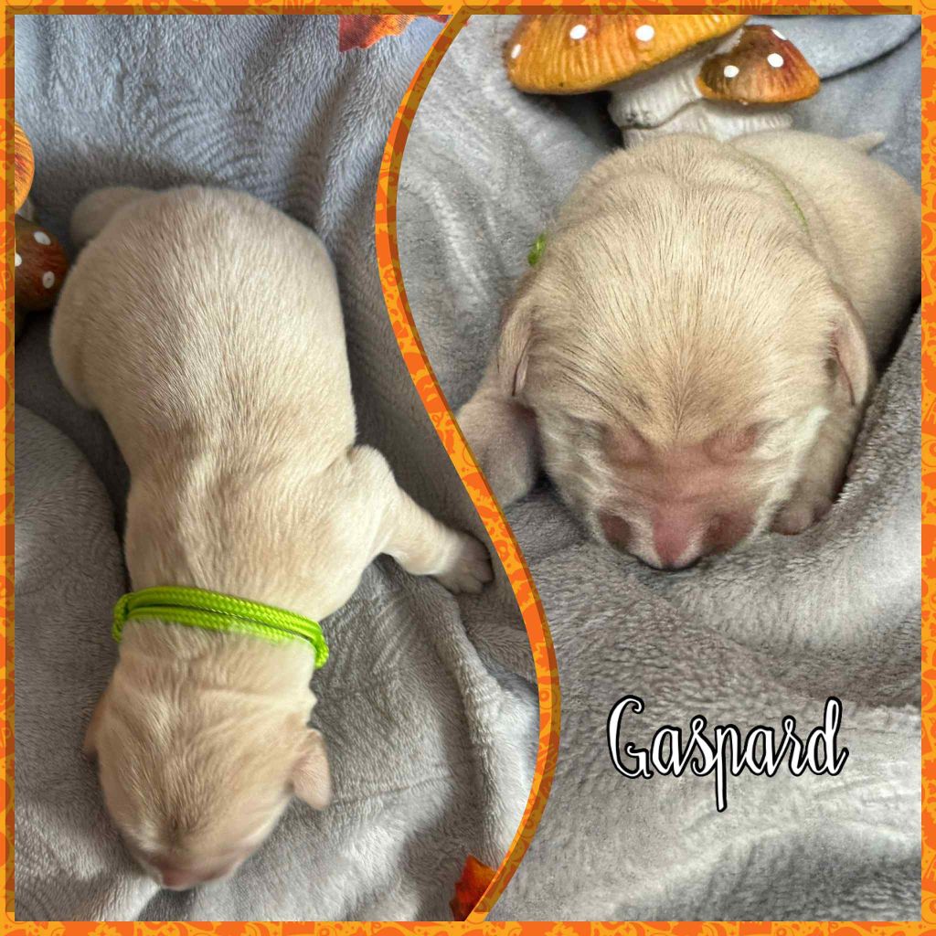 Du Domaine Des Belles Aubois - Chiots disponibles - Golden Retriever