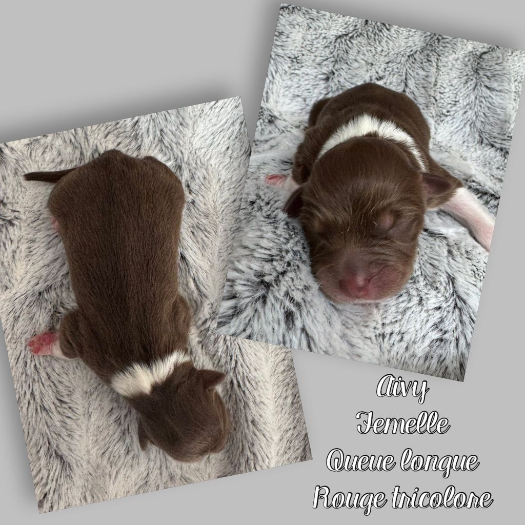 Du Domaine Des Belles Aubois - Chiots disponibles - Berger Australien