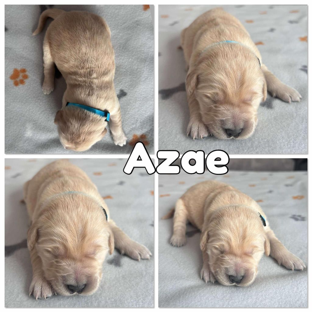 Du Domaine Des Belles Aubois - Chiots disponibles - Golden Retriever