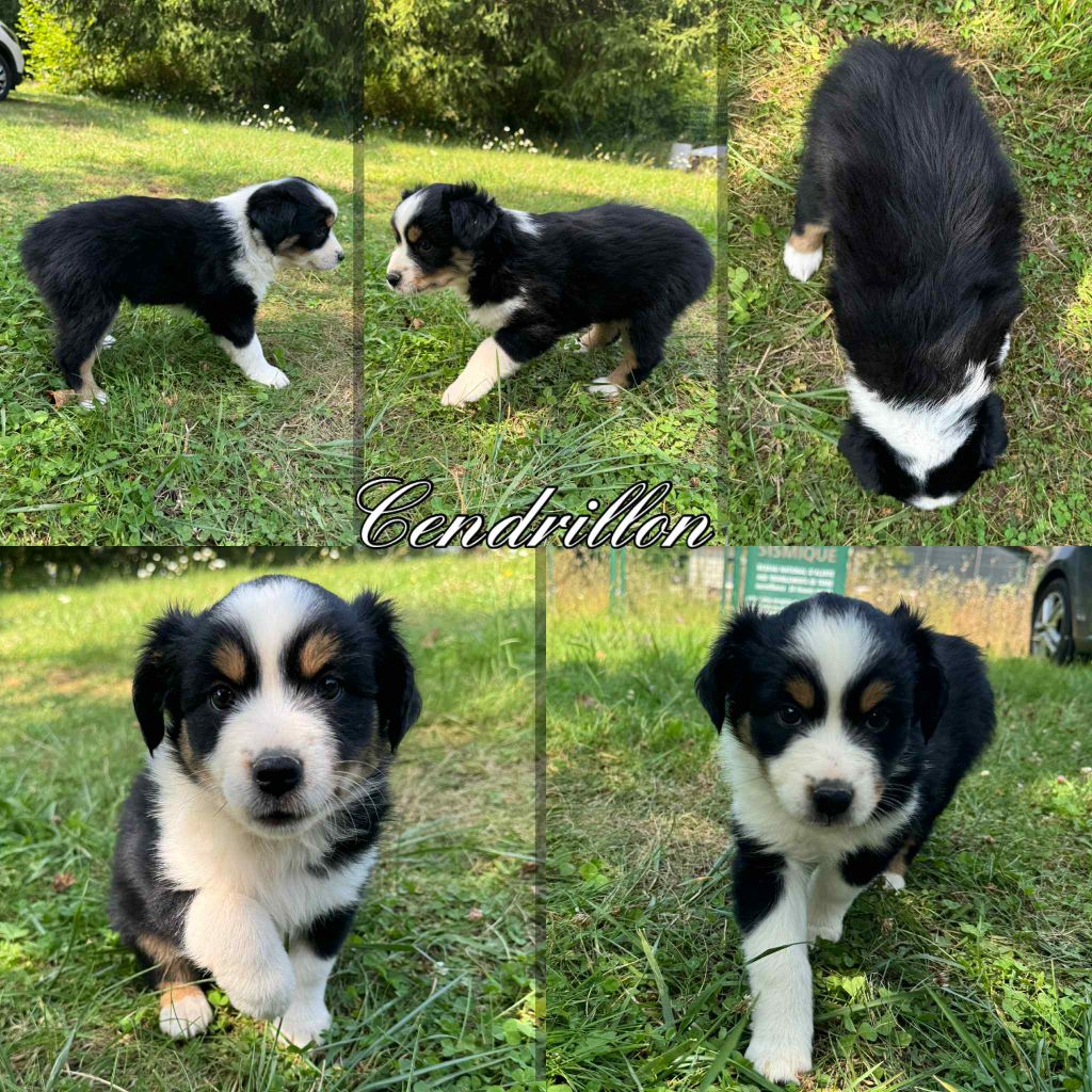 Du Domaine Des Belles Aubois - Chiots disponibles - Berger Américain Miniature 